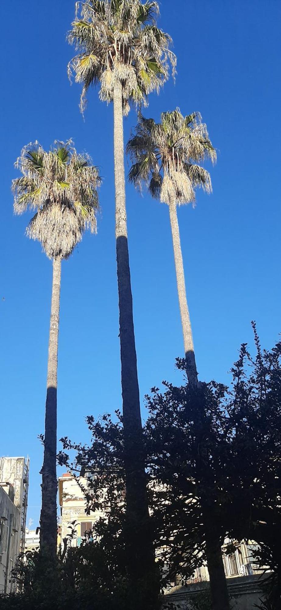 Villa Pacis Napoli Esterno foto